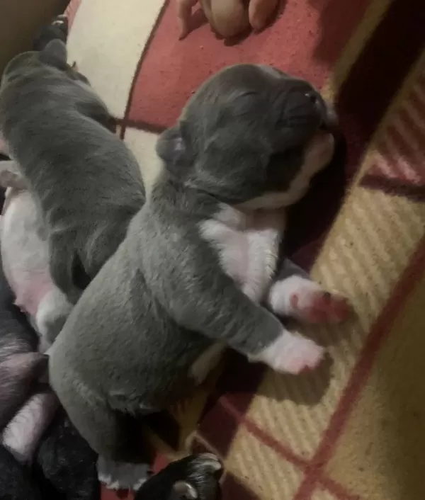 100 Irk Garanti̇li̇ Fransiz Bulldog Yavrulari̇