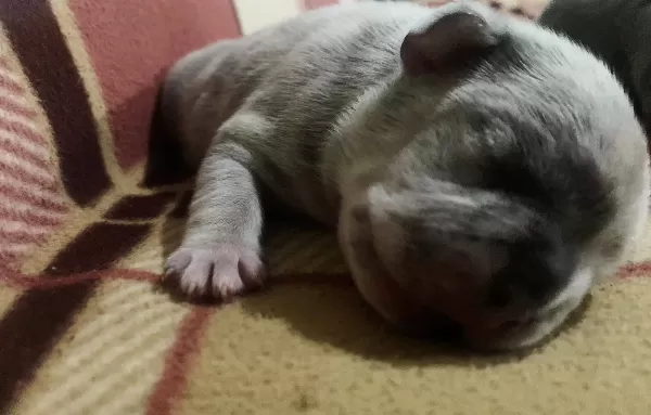100 Irk Garanti̇li̇ Fransiz Bulldog Yavrulari̇