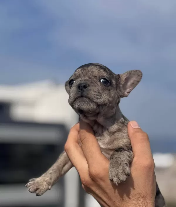 100 Irk Garanti̇li̇ Fransiz Bulldog Yavrulari̇