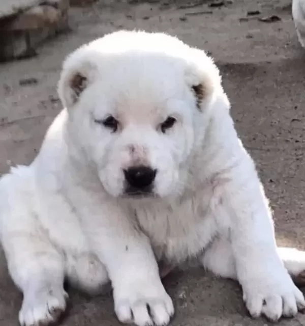 Orta Asya Çoban Köpeği Alabai Cao