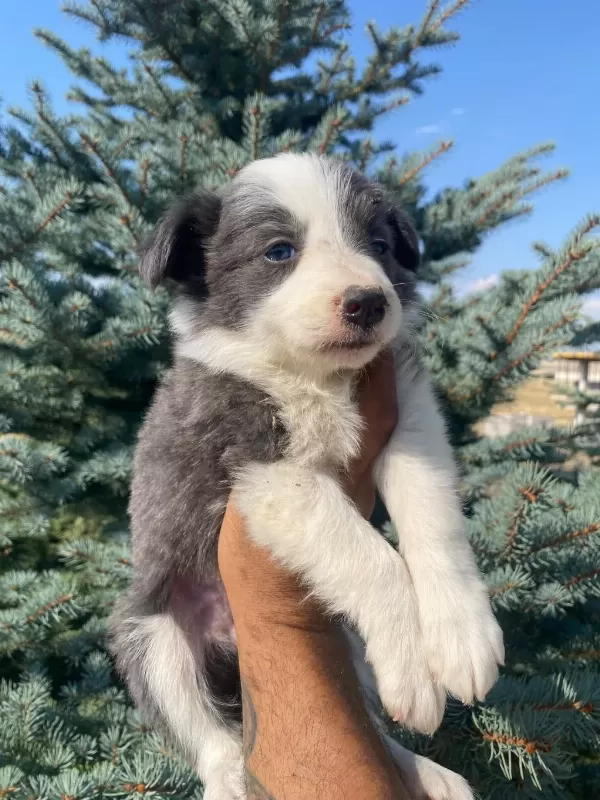 Petmode Köpek Çiftliğinde Ziyarete Açık Border Collie