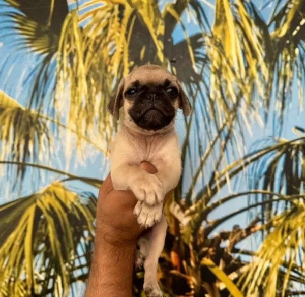 Pug Yavrularım Sağlık Ve Irk Garantilidir