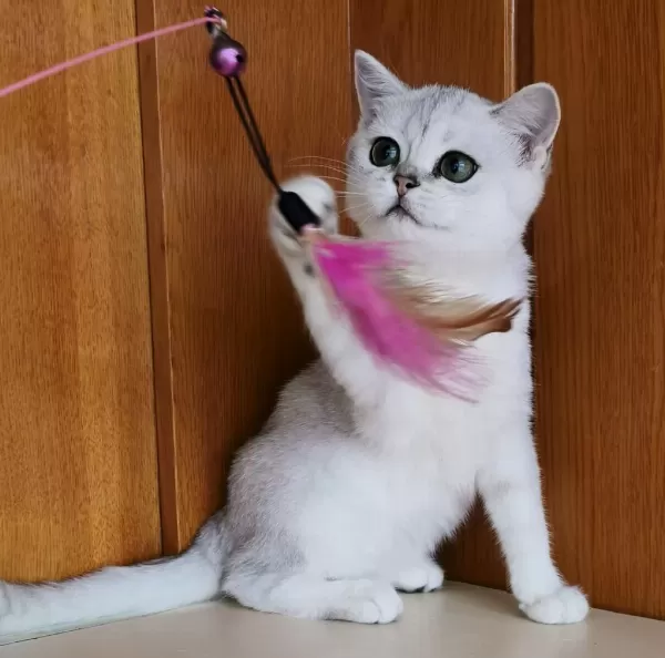 Scottish Straight Shorthair Ns11 Dişi