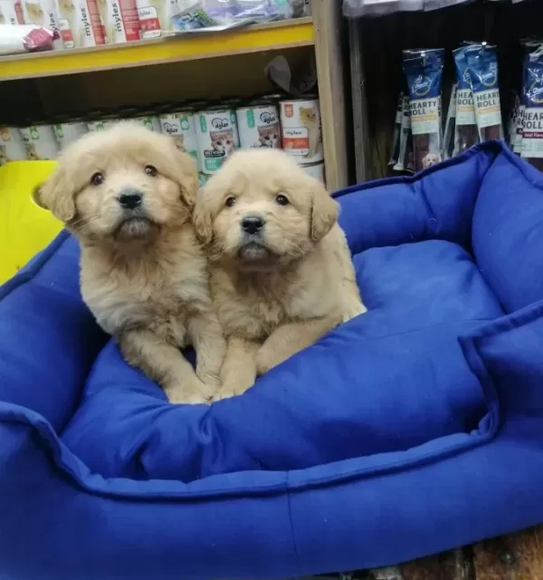 Eşsiz Güzellikte Sağlıklı Golden Retriever Yavruları
