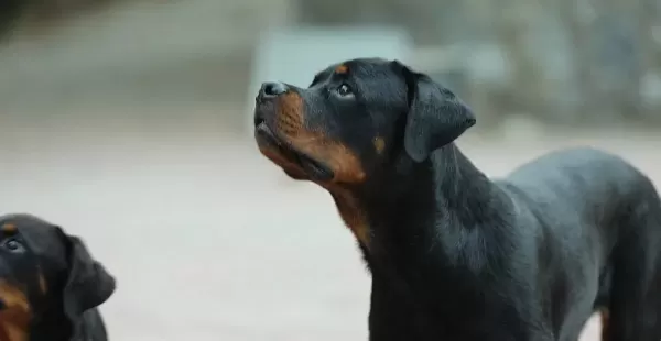 8 Aylık A Secereli Rottweiler Dişi