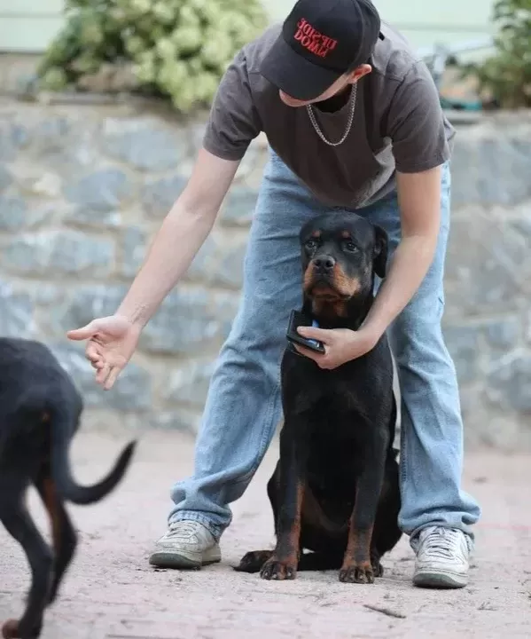 8 Aylık A Secereli Rottweiler Dişi