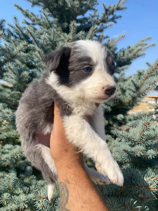 Petmode Köpek Çiftliğinde Ziyarete Açık Border Collie