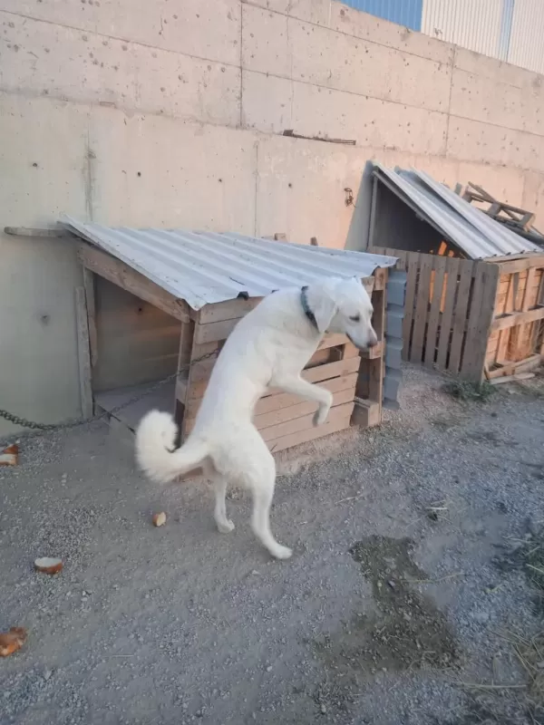 Bir Çift Akbaş Orijinal