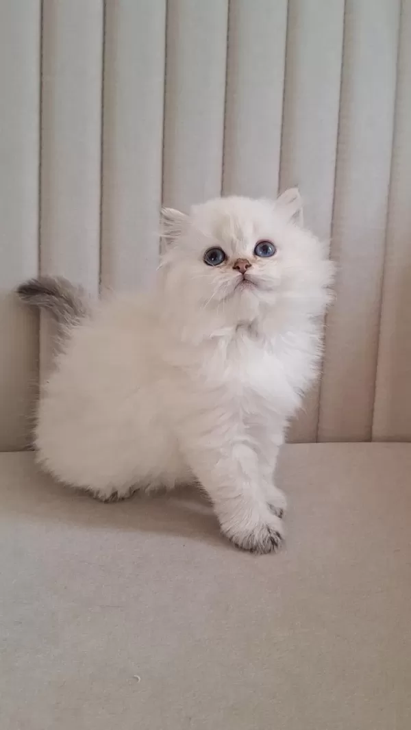 Silver Point British Longhair Dişi Ve Erkek Kardeşler