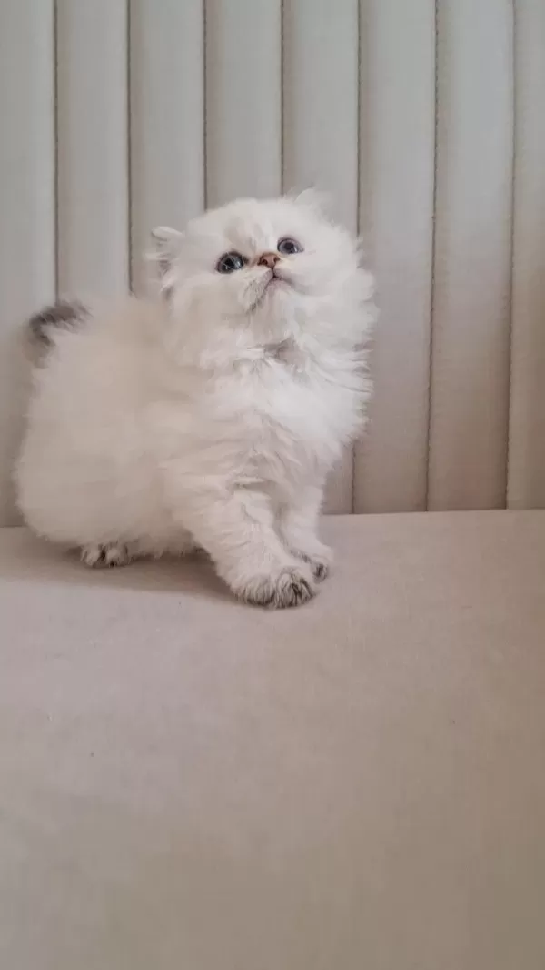 Silver Point British Longhair Dişi Ve Erkek Kardeşler