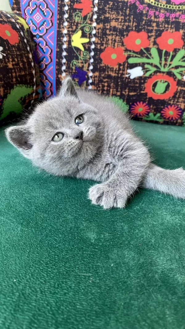 Gri Ayı Kafa Yavru British Shorthair