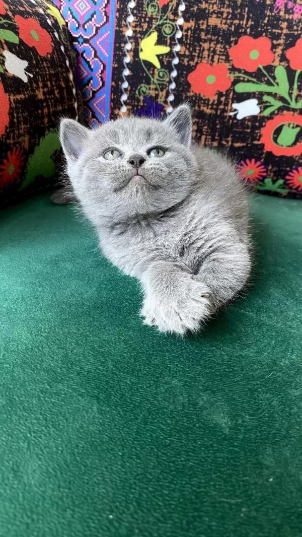 Gri Ayı Kafa Yavru British Shorthair
