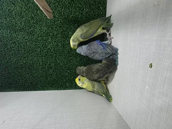 Forpus Papağanı Yavrular