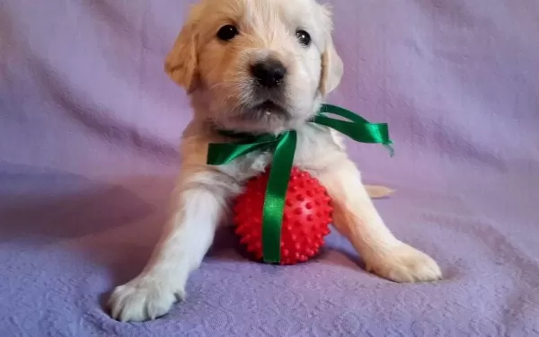 Baby Face Irk Ve Sağlık Garantili Golden Retriever Yavruları