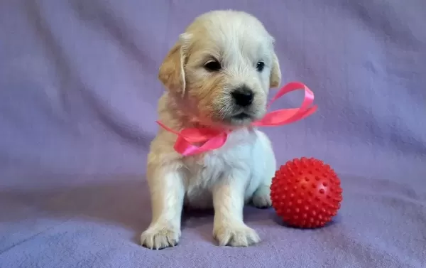 Baby Face Irk Ve Sağlık Garantili Golden Retriever Yavruları