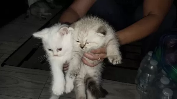 Scottish Fold Yavru Kediler