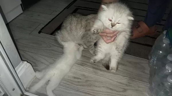 Scottish Fold Yavru Kediler