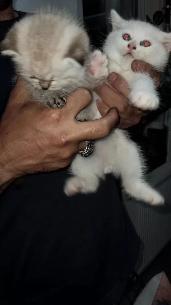 Scottish Fold Yavru Kediler
