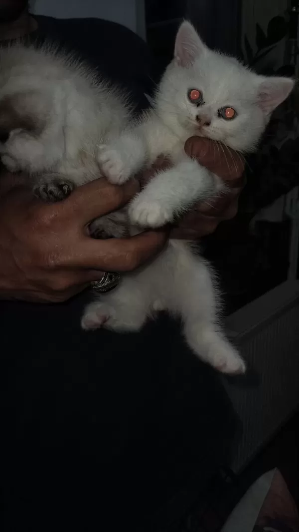 Scottish Fold Yavru Kediler
