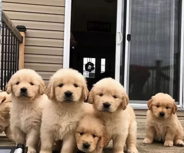 Baby Face Golden Yavrular