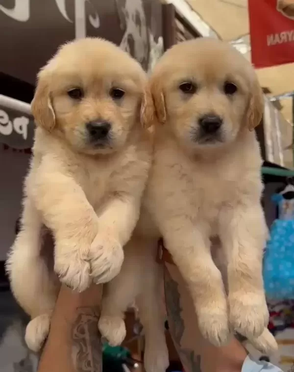 Orijinal Golden Retriever Yavruları