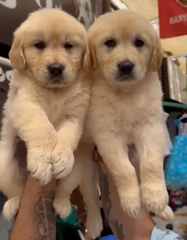 Orijinal Golden Retriever Yavruları