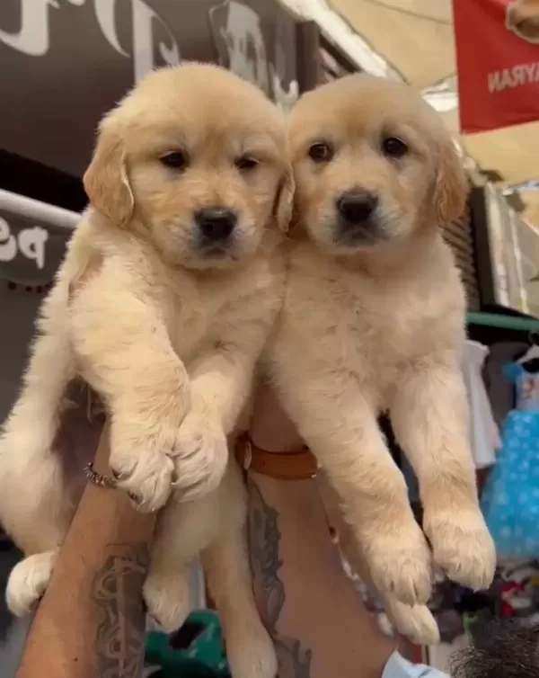 Orijinal Golden Retriever Yavruları