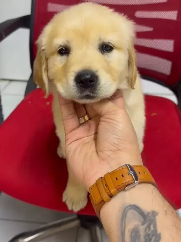 Orijinal Golden Retriever Yavruları