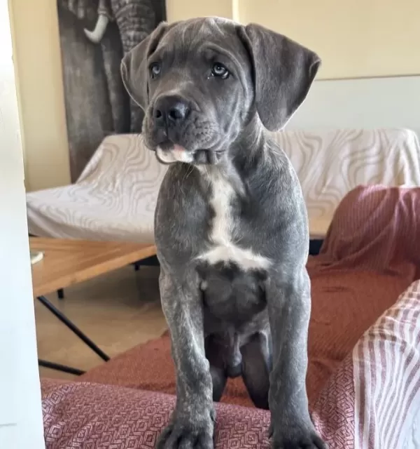 Canecorse