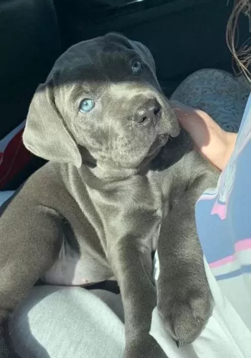 Üst Kali Te Cane Corso