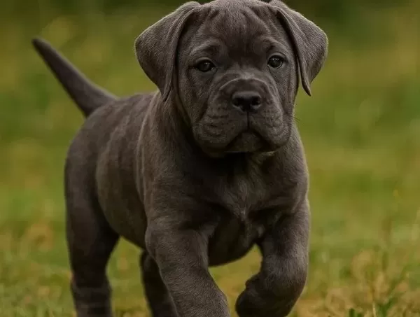 Üst Kali Te Cane Corso