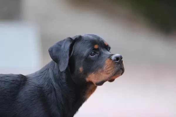 A Şecereli 8 Aylık Dişi Rottweiler