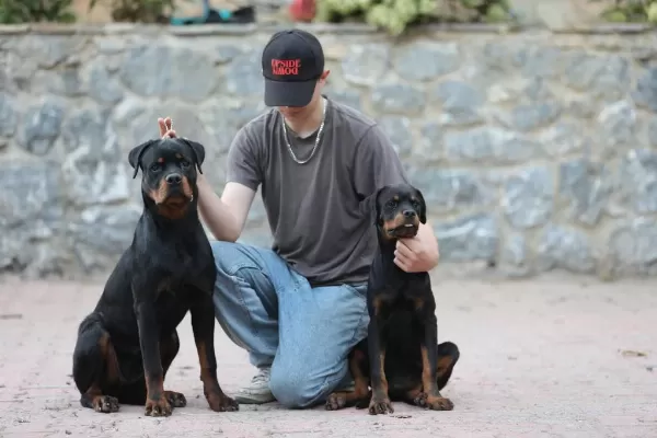 A Şecereli 8 Aylık Dişi Rottweiler