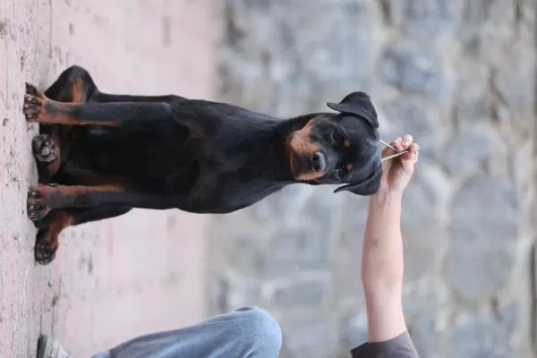 A Şecereli 8 Aylık Dişi Rottweiler