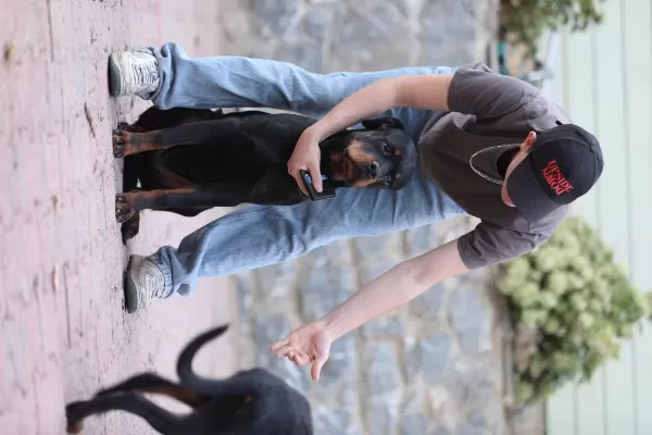 A Şecereli 8 Aylık Dişi Rottweiler