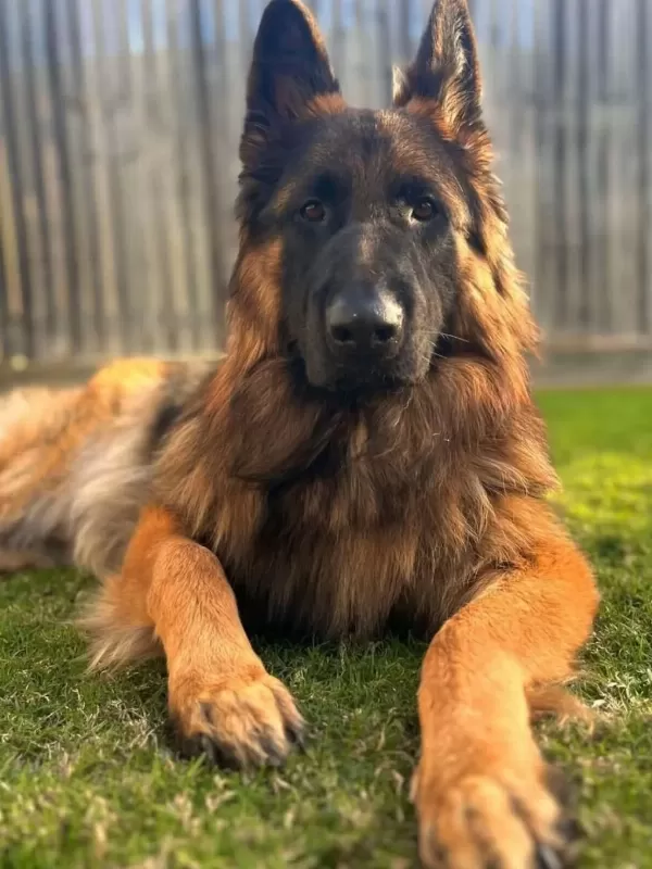 Alman Çoban Köpeği Yavrulari