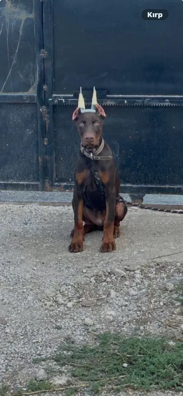 Full Estetikli King Doberman