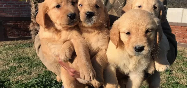 Baby Face Golden Retriever Yavrularimiz Dog Academy