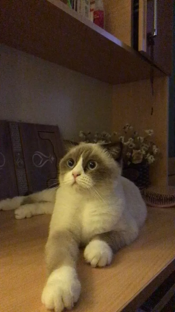 Scottish Blue Point 3 Yaş Dişi Kedi