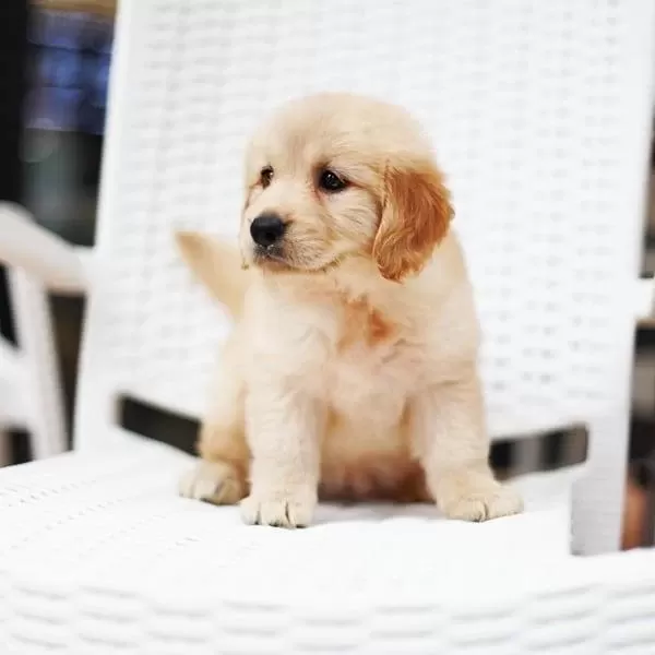 Golden Retriever Yavrulari