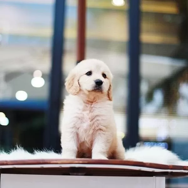 Golden Retriever Yavrulari