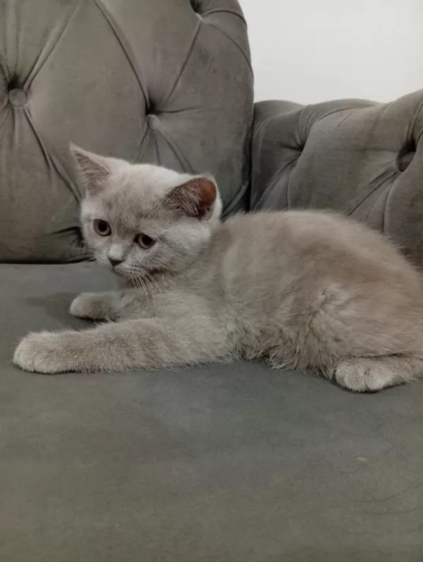 2.5 Aylık Dişi British Shorthair