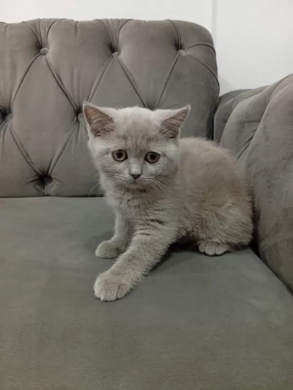 2.5 Aylık Dişi British Shorthair