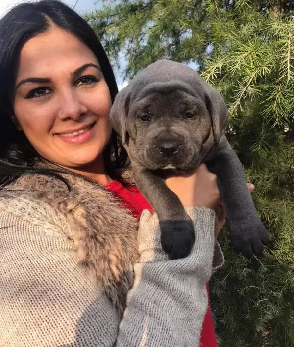 Dev Canecorso Yavrularimiz