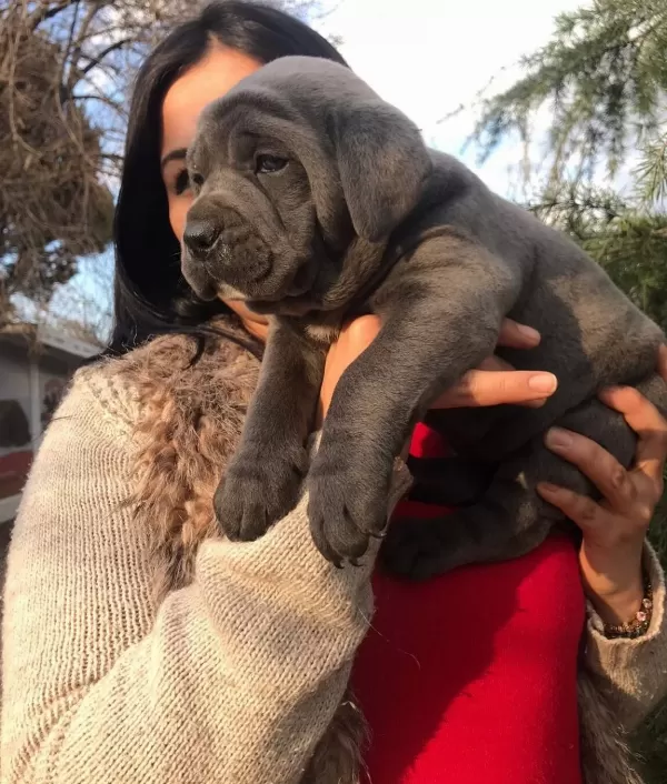 Dev Canecorso Yavrularimiz