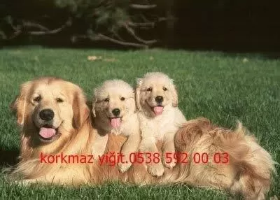 Ankara Nin En Güzel Golden Retriever Yavrulari (kizil)