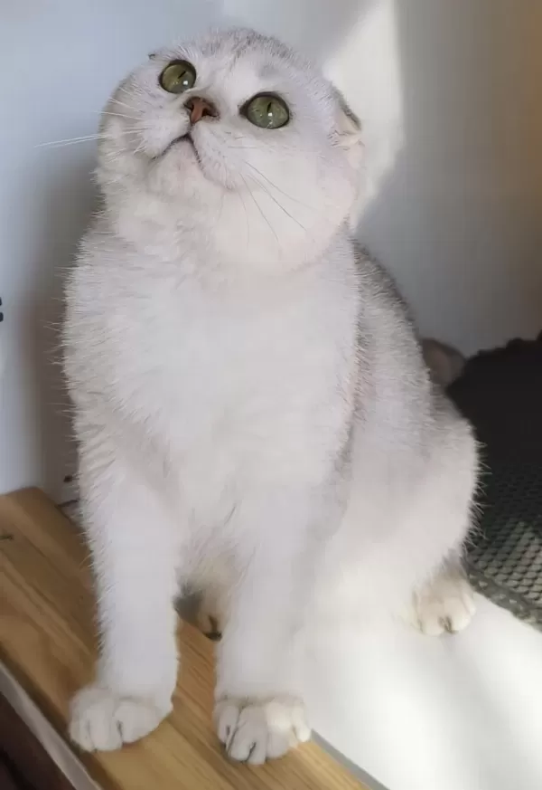 Scottish Fold Shorthair Bs 11 Erkek