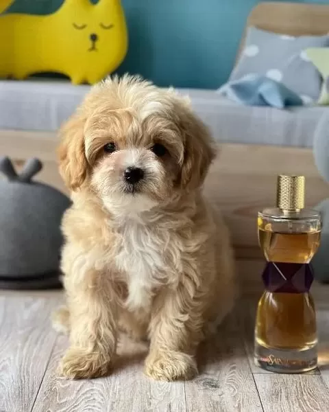 İrk Garantili Maltipoo Yavrulari