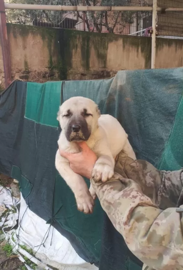 İrk Garantili Sağlam Kangal Yavrulari