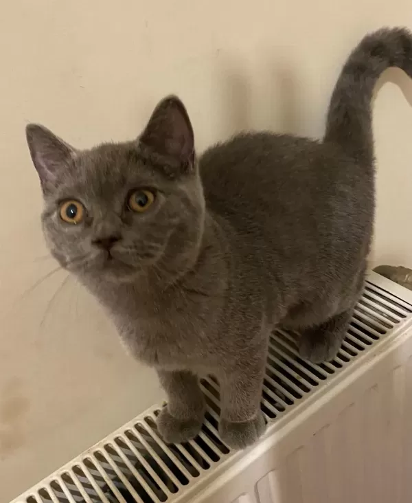 Safkan British Shorthair Gri